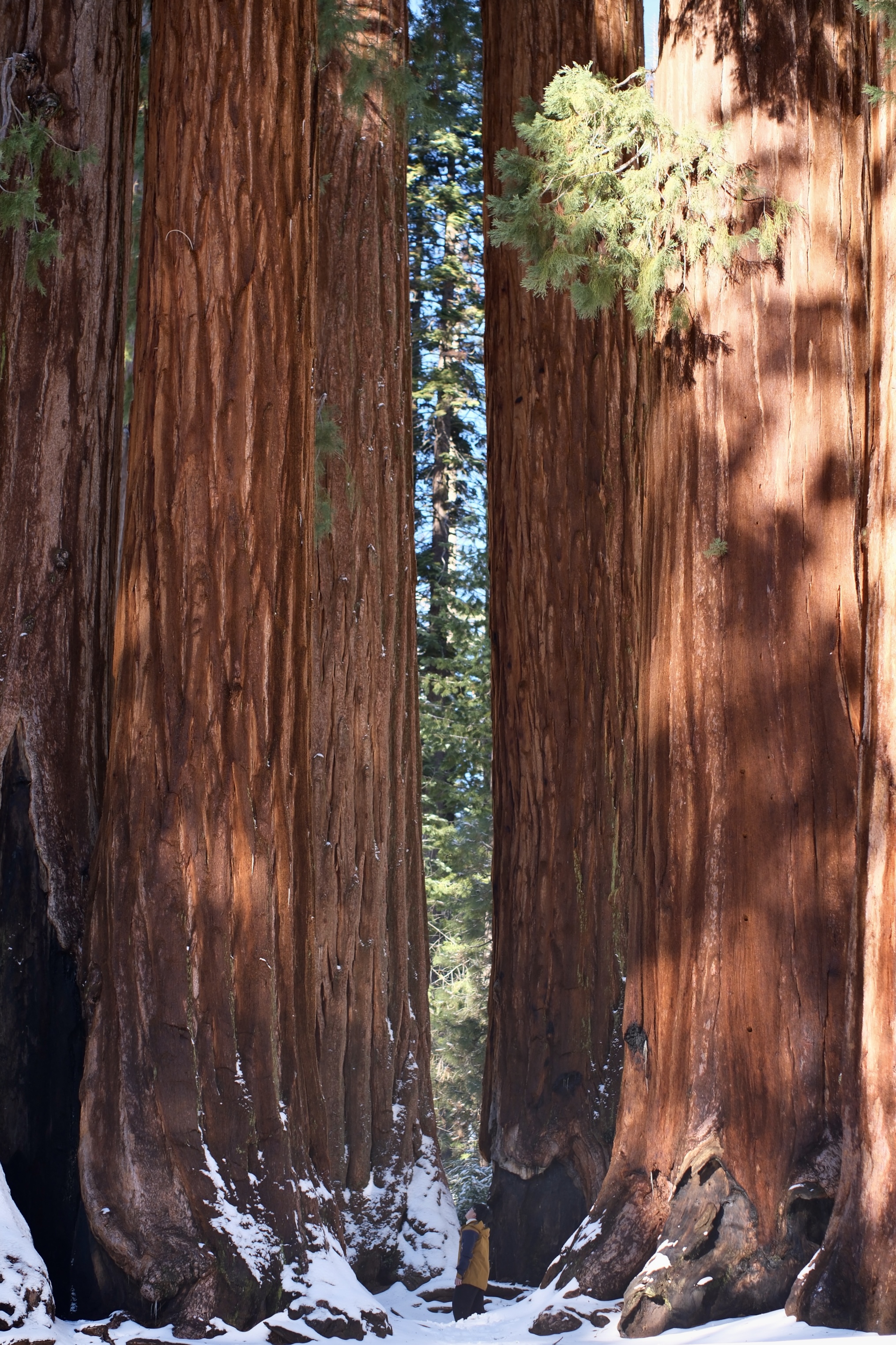 Sequoia National Park